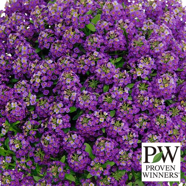 草花の苗/スーパーアリッサム：パー...