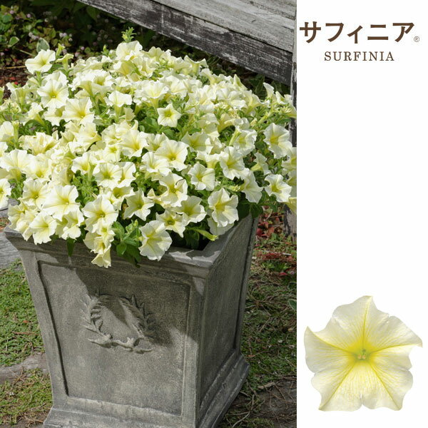 草花の苗/ペチュニア：サフィニアイエロー3号ポット3株セット (R)のサムネイル