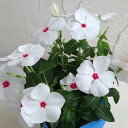 草花の苗/(わけあり特価)ニチニチソウ(日々草・ビンカ):F1タイタンポルカドット(白花赤目)3-3.5号ポット