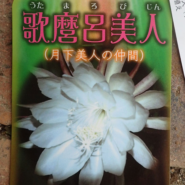 楽天市場】月下美人（カラーホワイト）の通販