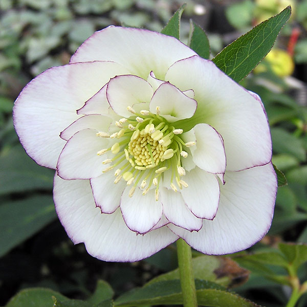 クリスマスローズ：*ホワイトオーケストラ4.5号ポット*