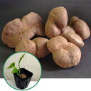 野菜の苗/宇宙いもの苗3号ポット 6株セット