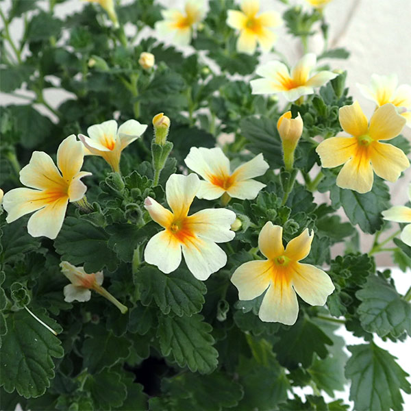 草花の苗/ジャメスブリタニア：アラビアンナイト3.5号ポットのサムネイル