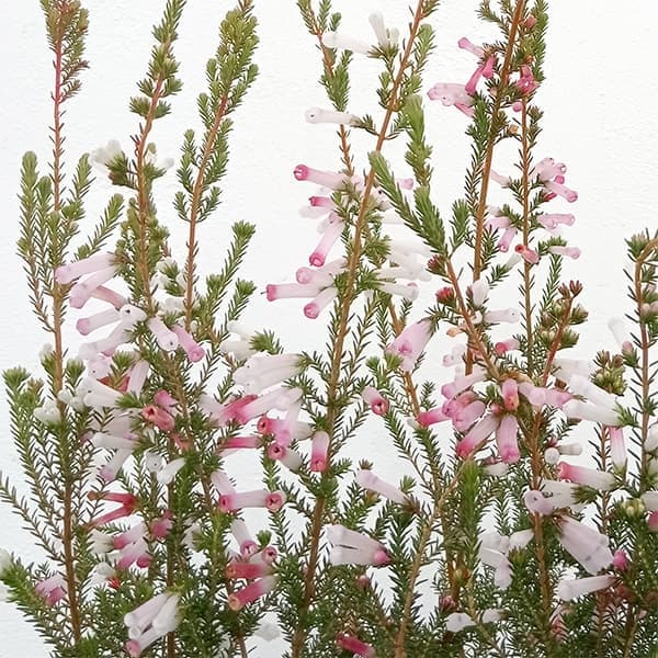 花木 庭木の苗/エリカ：メランセラ Lフラワーレインドロップ3.5号ポットのサムネイル