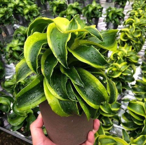 観葉植物/ドラセナ：トルネード斑入り 4号