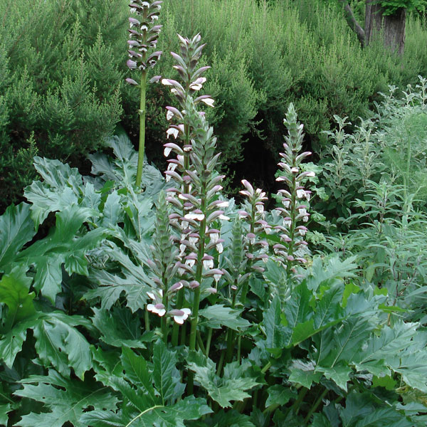 矮性アカンサス 楽天市場】アカンサス モリス 苗の通販