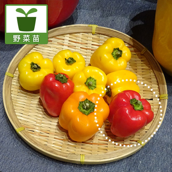 野菜の苗/ミディパプリカ・ベイビー...