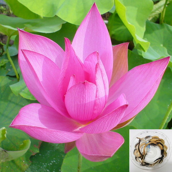 草花の苗/花はす：レンコン丸：紅領巾（コウリョウキン）