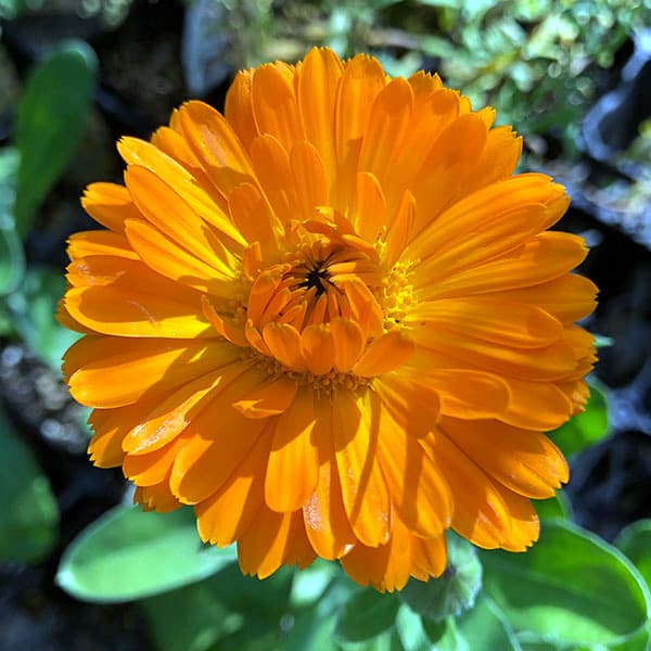 楽天市場】マリーゴールド 苗（カラーオレンジ）（花・ガーデン・DIY