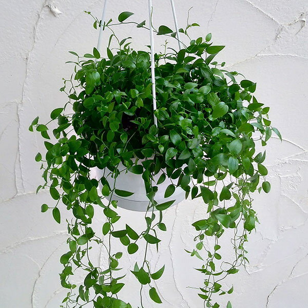 観葉植物/アスパラガス：スマイラックス　5号吊り鉢のサムネイル