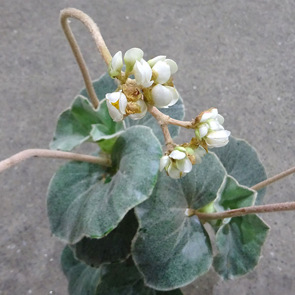 観葉植物/ベゴニア：ベノーサ(ウェノーサ)5号鉢植えのサムネイル