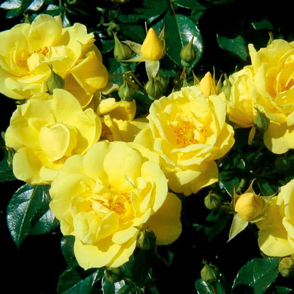 Rose - バラの苗/[送料無料]バラ（フラワーカーペットローズ）：ゴールド3.5号ポット 10株セット