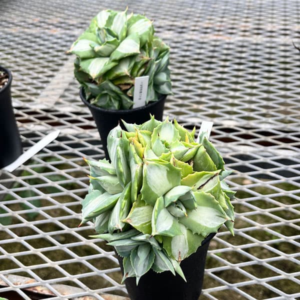 観葉植物/アガベ：王妃雷神錦（おうひらいじんにしき）3.5号のサムネイル