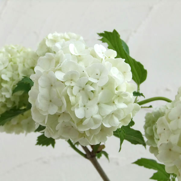 花木 庭木の苗/ビバーナム（西洋カンボク）：スノーボール3号ポットのサムネイル