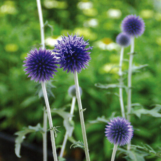 草花の苗/エキノプス（ルリタマアザミ） ブルー5号ポット 2株セット