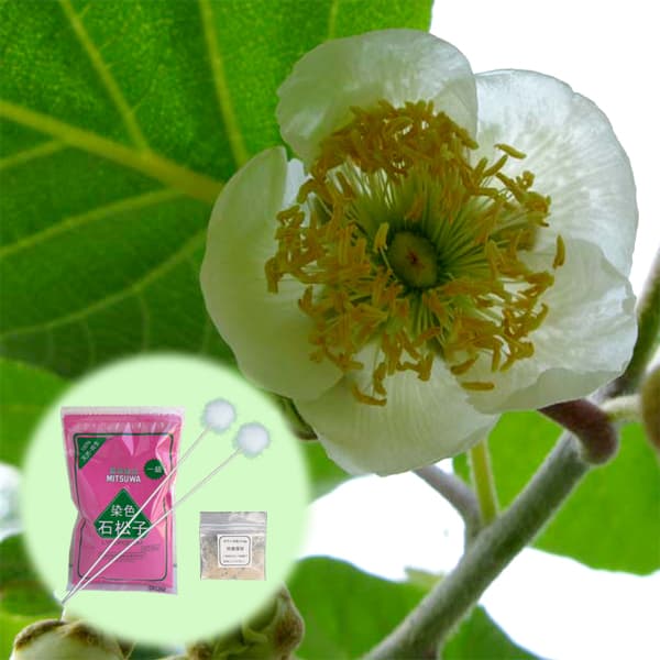 果樹の苗/キウイの花粉1袋と染色石松子（せきしょうし）1袋と羽毛棒2本