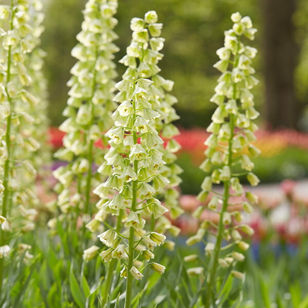 球根/フリチラリア：ペルシカアルバ・アイボリーベル1球のサムネイル