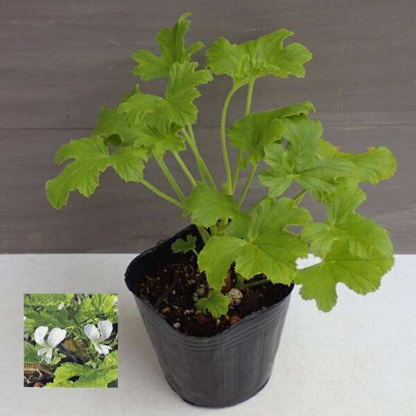 ハーブの苗/ニオイゼラニウム：リビフォリウム3号ポット