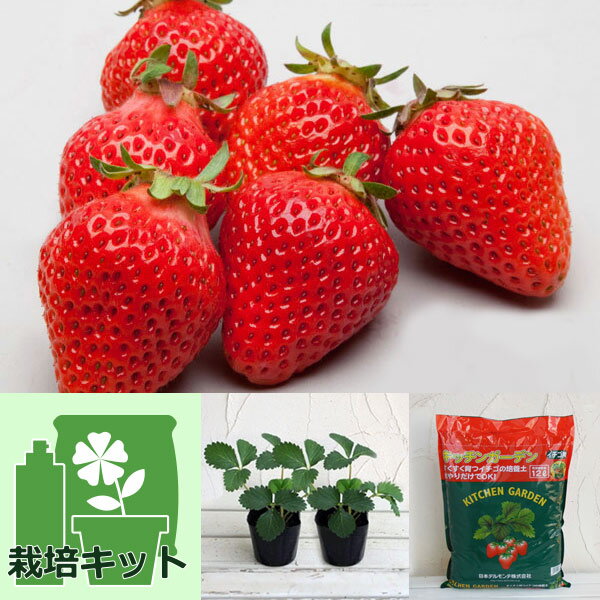 野菜の苗/いちごのかんたん栽培セット（鉢無しでできる）：イチゴ：とよのか（豊の香）