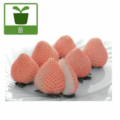 野菜の苗/イチゴ：ももか（桃香）3号ポット 6株セット