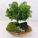 山野草の苗/津山ヒノキ盆栽