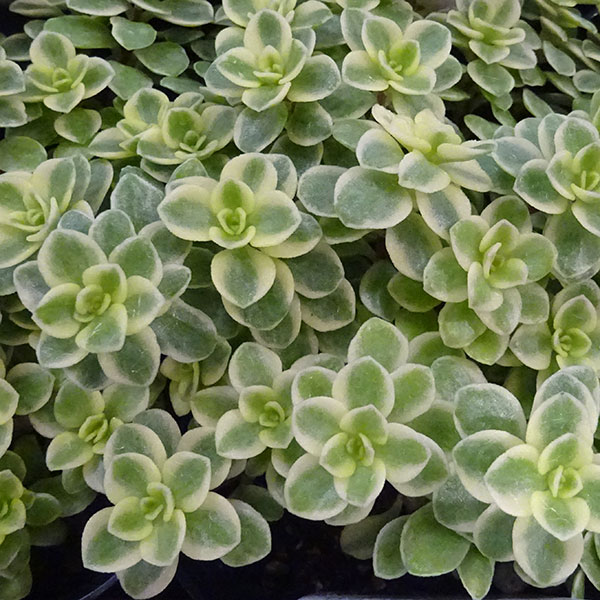 観葉植物/セダム：マキノイ バリエガータ3号ポット