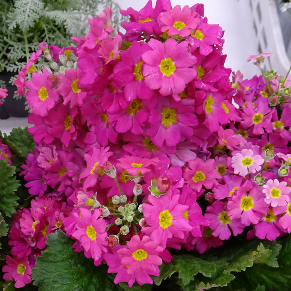 草花の苗/プリムラ マラコイデス：古都さくら・濃ピンク3.5号ポット