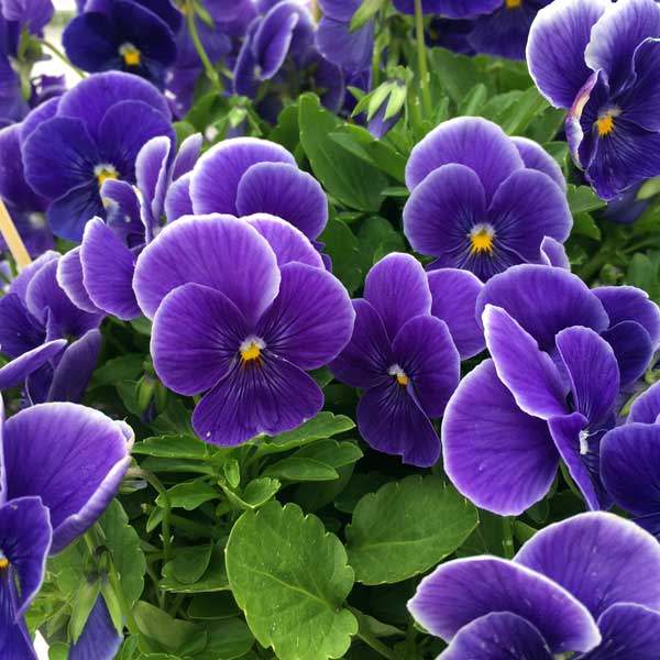 草花の苗/パンジー：わらく エーゲブルー3-3.5号ポットのサムネイル