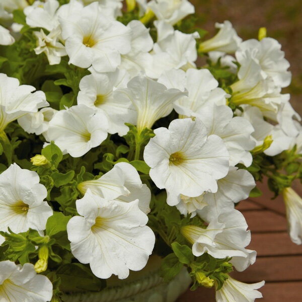 草花の苗/ペチュニア：サフィニアピュアホワイト3号ポット (R)のサムネイル