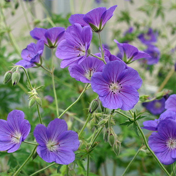 草花の苗/ゲラニウム：オリオン3.5号ポットのサムネイル