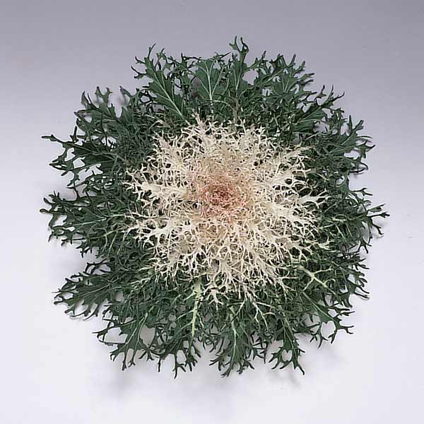 草花の苗/ハボタン：白くじゃく3-...