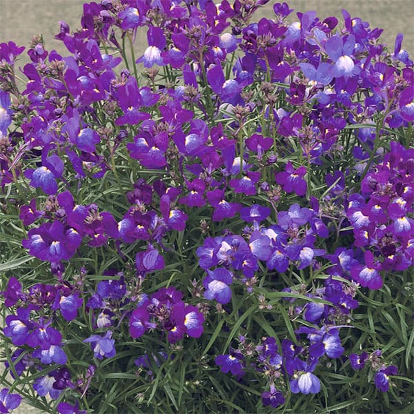 草花の苗/（わけあり特価）リナリア：フィリア バイオレット3号ポット 6株セット