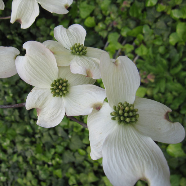 花木庭木の苗/ハナミズキ：クラウド...