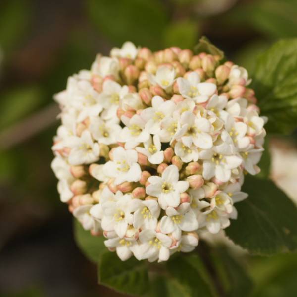 花木 庭木の苗/ガマズミ：オオチョウジガマズミ3号ポット...