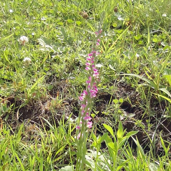 山野草の苗/ネジバナ(モジズリ） 3号ポット