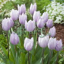 球根/チューリップ:シルバークラウド3球入り