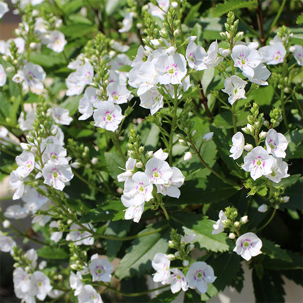 草花の苗/パラヘーベ：マオリホワイト3号ポット