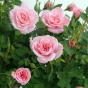ミニバラ:ミスピーチ姫4号鉢植え