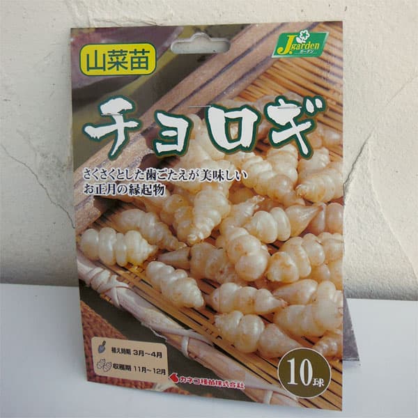 野菜の苗/チョロギ：野菜球根パック　10球入り 6袋セット