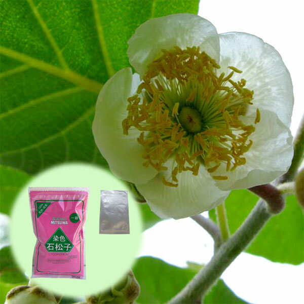 果樹の苗/キウイの花粉1袋と花粉増