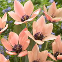 球根/チューリップ(原種系): アニカ 3球入り