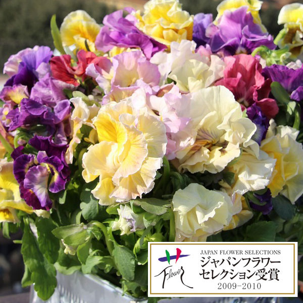 草花の苗/パンジー：ムーランフリルゴールデン3.5号ポット 6株セット