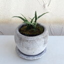 長寿草のオモト 観葉植物/オモト（万年青）：姫牡丹・鉢植え／ロゼッタボウル白SS・皿付