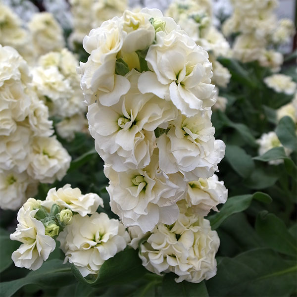 草花の苗/ストック：ベイビー　ハイダブルクリーム（八重）3-3.5号ポットのサムネイル