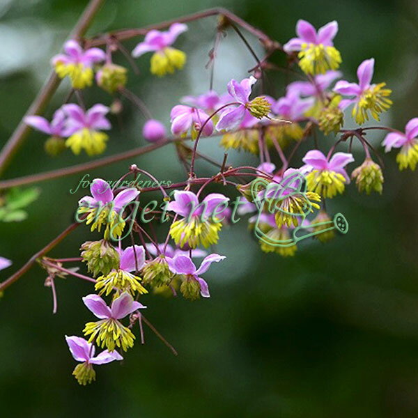 草花の苗/シキンカラマツソウ（紫錦唐松 タリクトラム ロケプルビアナム）3号ポット