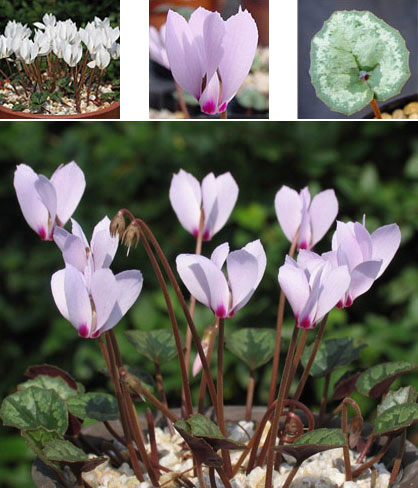 原種シクラメン種子：シリシアム MIX／20粒