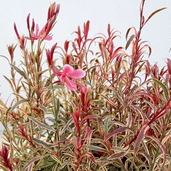 草花の苗/ガウラ（白蝶草）：レインボープチ3号ポットのサムネイル