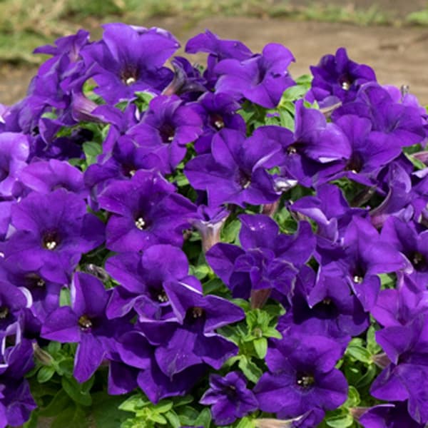 草花の苗/ペチュニア：サフィニアディープブルー3号ポット (R)のサムネイル