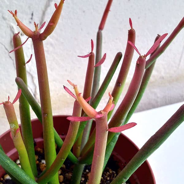 観葉植物/ミルクブッシュ：スティッ...