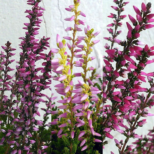 草花の苗/（わけあり特価）カルーナ：ガーデンガールズ・ローズ系3号ポット